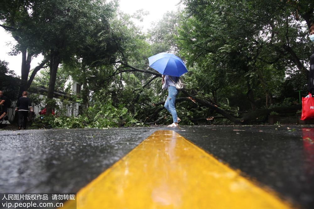 江苏扬州:受台风"安比"影响 大树被大风刮断