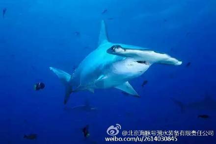 有网友称:十一红海他们不惜万金想去看的锤头鲨,人品超级爆表才能