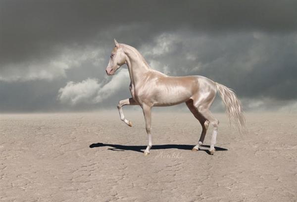 遇见世界上最美丽的马:来自天堂的马