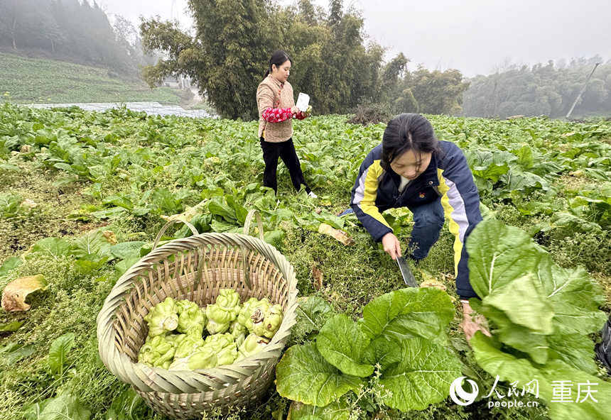 奚渝洁(右)在地里收砍青菜头。人民网记者 刘政宁摄