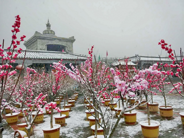 人民新闻网河南安阳讯(雷宏麟)12月25日,河南林州市洪谷山景区,腊梅