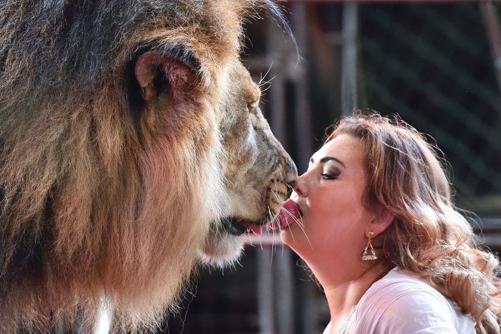 乌克兰国家马戏团举行表演 演员将头放鳄鱼口