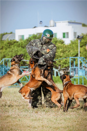 张馨予穿防护服挑战扑咬训练 惨遭群犬围攻被