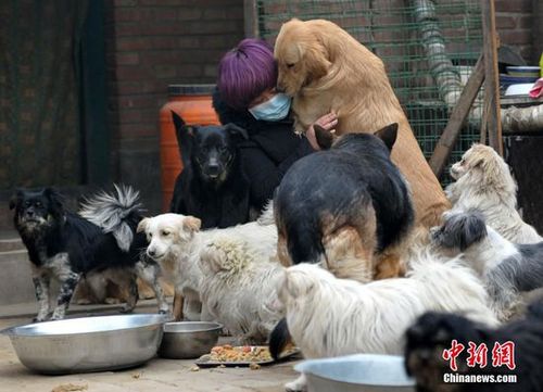 河北父女救助流浪猫狗13年 连嫁妆全部搭进去