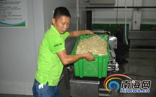 海口将豆芽纳入"菜篮子"工程建设 实行工厂化生产 正