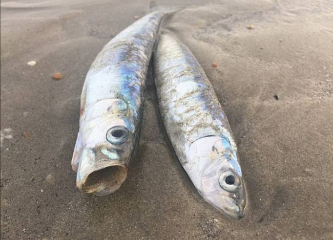 英国海滩再现数千死鱼 死因成谜