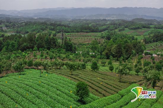 贵州湄潭：茶叶托起农民致富梦想