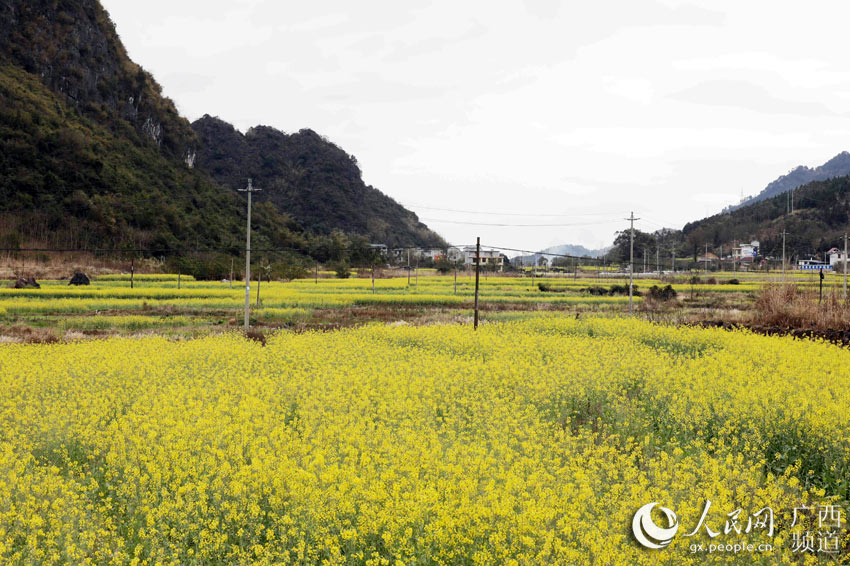 广西融安万亩油菜花迎春开