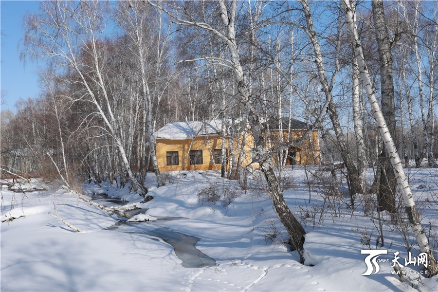 【高清组图】春季到新疆哈巴河县白桦林赏雪景