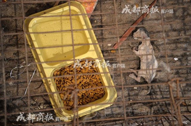 伪爱猫人每天杀猫100只 将猫肉当兔肉卖上餐桌