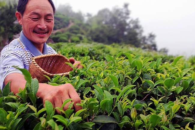 【乡村振兴示范基地候选样板单位】湖北省竹溪