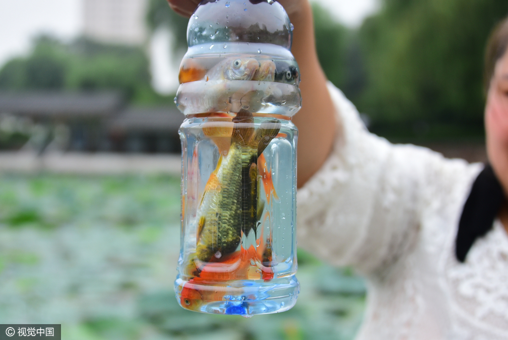 郑州公园观赏鱼遭捕捞 雨伞成捕鱼神器