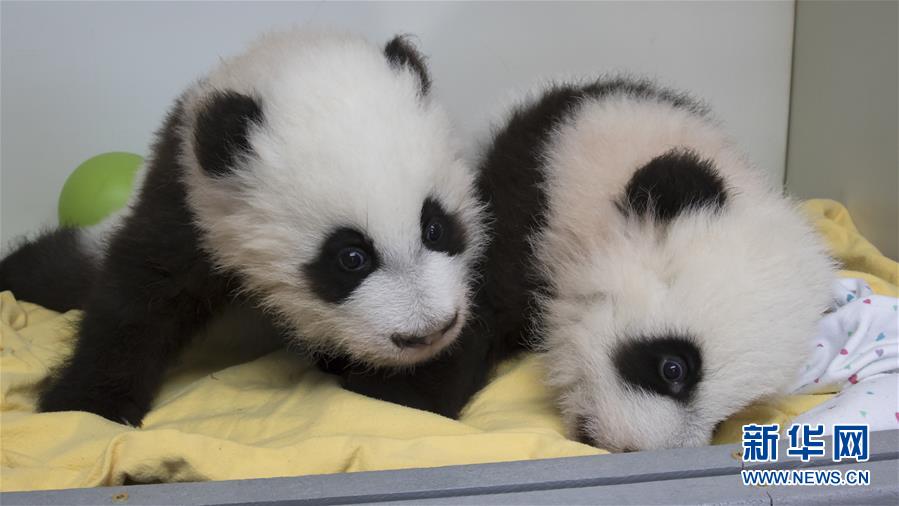 美国亚特兰大动物园为大熊猫双胞胎命名(高清