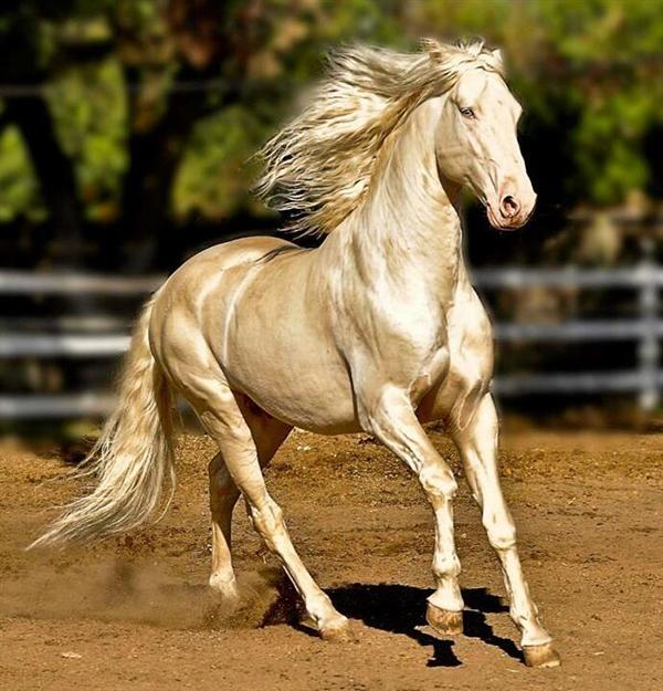 遇见世界上最美丽的马:来自天堂的马