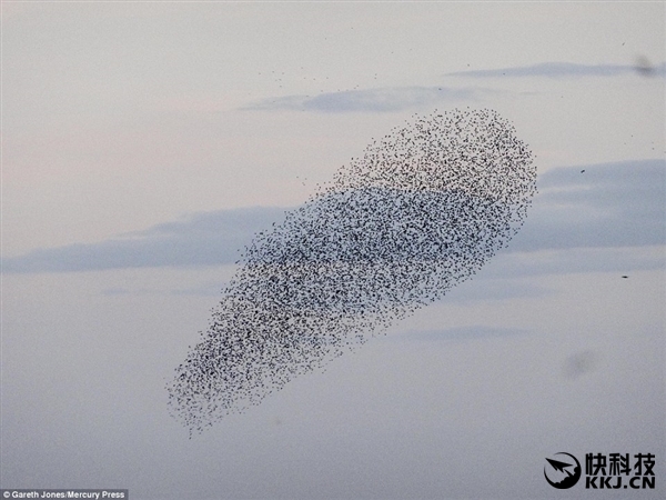 罕见一幕:上千只鸟聚集构成"鸟头"图案
