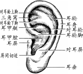 中医认为,脏腑通过经络与耳相连,脏腑气血上荣濡养两耳,维持耳朵的