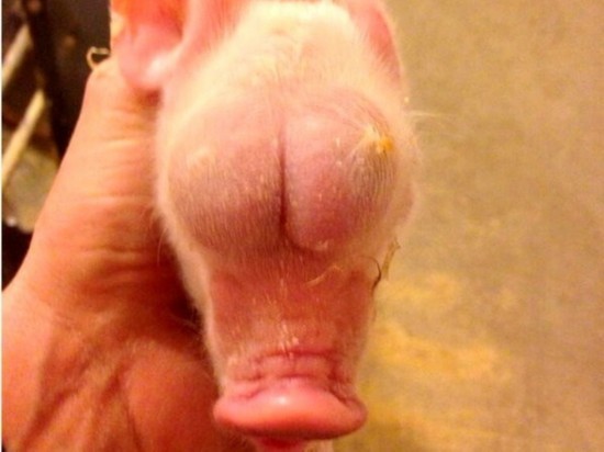 世界上最不幸小猪 睾丸竟然长在脸上