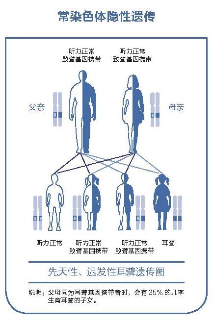 遗传性耳聋遵循常染色体隐性遗传规律,也就是说在一