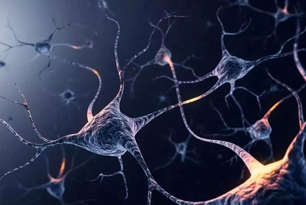 上发布的一篇研究显示,利用ai技术我们能够更好地了解大脑结构及其图片