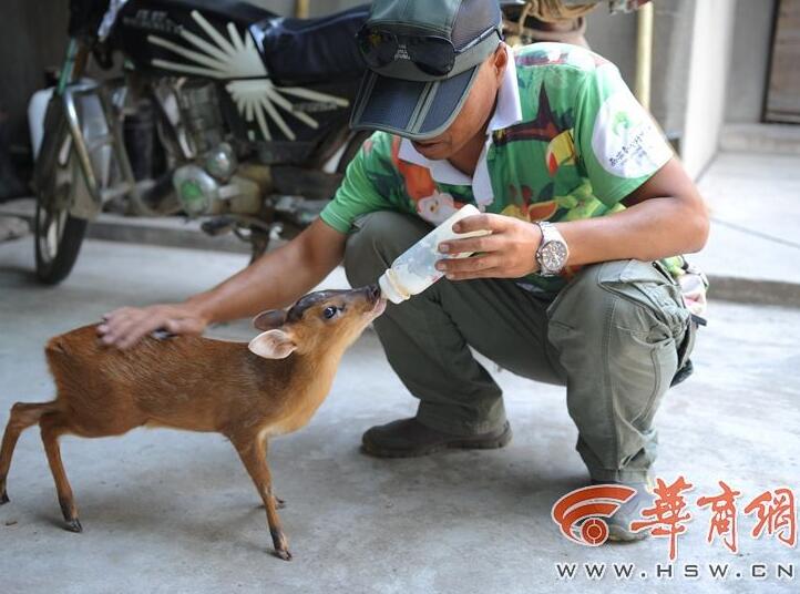 神奇动物之"犬麂"