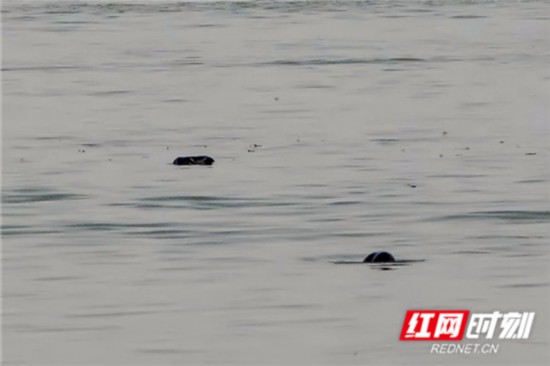 这段江面地域开阔,从观测点到对岸,激光测距江面宽度为1073米。航道靠近外河,洄水湾留足了江豚栖息的空间。 调研队员在下午1点左右,目击到同一只江豚在一个小时内数十次浮出水面,但并未观察到有多只种群出现。