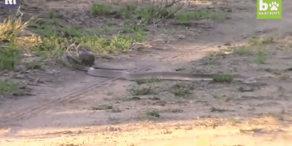 难以置信!小侏獴勇斗黑曼巴蛇守护小窝