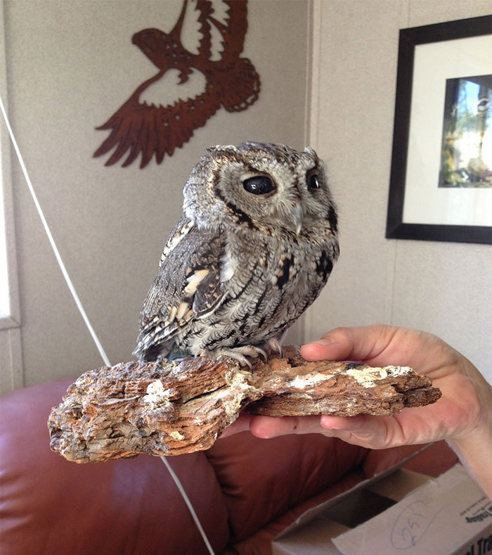 宙斯(zeus)是一只西美角鸮(otus kennicottii),一只双眼失明的猫头鹰