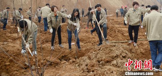 在司家营铁矿北区分公司采区,近千名矿工正在进行着植树造林活动.
