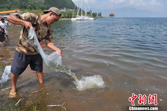 图为向抚仙湖投放抗浪鱼. 任东 摄